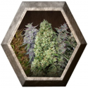 Ace Mix Regular 5 semillas Ace Seeds