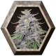 Bangi Haze 1 semilla Ace Seeds ACE SEEDS ACE SEEDS