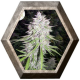 Bangi Haze 1 semilla Ace Seeds ACE SEEDS ACE SEEDS