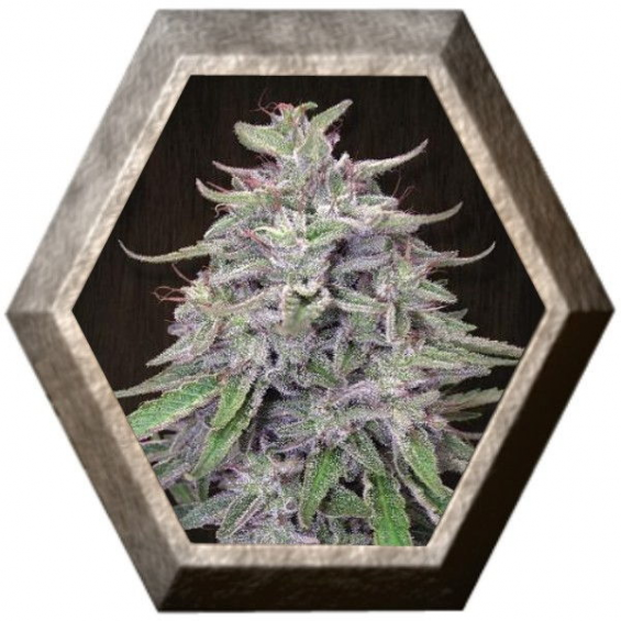 Bangi Haze regular 5 semillas Ace Seeds ACE SEEDS ACE SEEDS