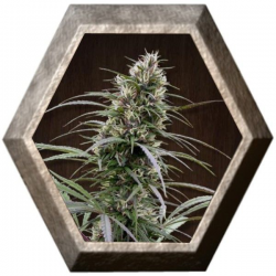 Congo 1 semilla Ace Seeds ACE SEEDS ACE SEEDS