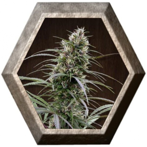 Congo 1 semilla Ace Seeds ACE SEEDS ACE SEEDS