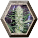 Congo 1 semilla Ace Seeds ACE SEEDS ACE SEEDS