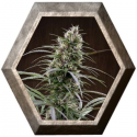 Congo Regular 5 semillas Ace Seeds