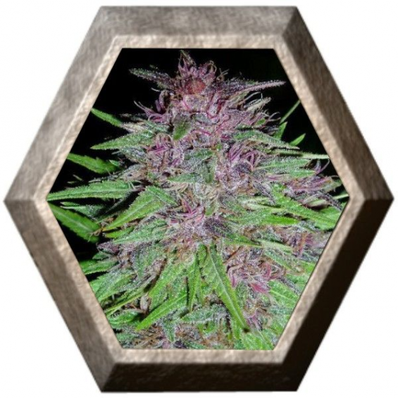 Erdpurt Regular 5 semillas Ace Seeds ACE SEEDS ACE SEEDS