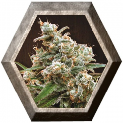 Nepal Jam 1 semilla Ace Seeds ACE SEEDS ACE SEEDS