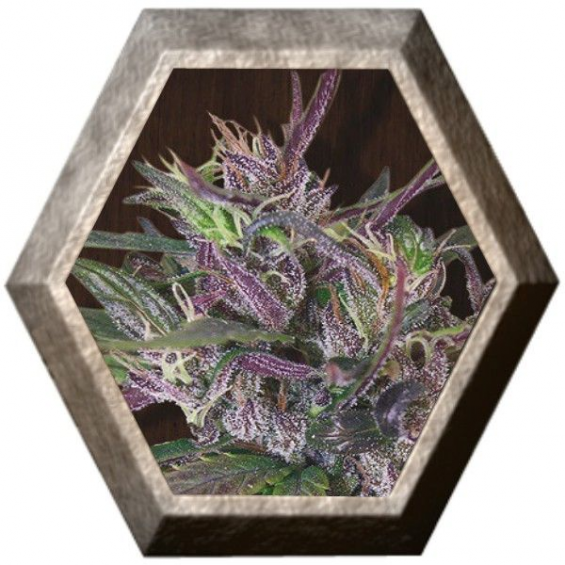 Oldtimer´s Haze Regular 5 semillas Ace Seeds ACE SEEDS ACE SEEDS