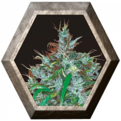 Panama Haze 1 semilla Ace Seeds ACE SEEDS ACE SEEDS