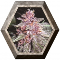 Violeta regular 5 semillas Ace Seeds