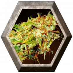 Zamaldelica 1 semilla Ace Seeds ACE SEEDS ACE SEEDS