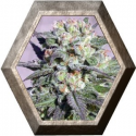 Warlock Regular 11 semillas Serius Seeds