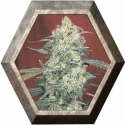 Ak-47 Regular 11 semillas Serius Seeds