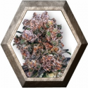 Blueberry Regular 10 semillas Dutch Passion Seeds