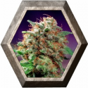 Mazar Regular 10 semillas Dutch Passion Seeds