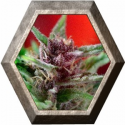 Shaman Regular 10 semillas Dutch Passion Seeds