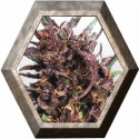 Purple 1 Regular 10 semillas Dutch Passion Seeds