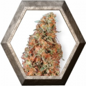 Power Plant Regular 10 semillas Dutch Passion Seeds