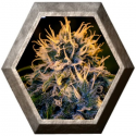 Chizpa semillas Positronics Seeds