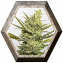 Gipsy Haze 3 semillas Eva seeds