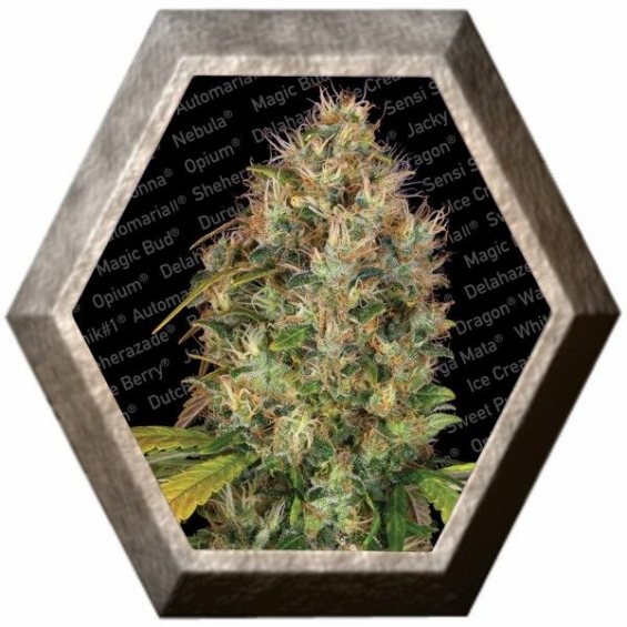 Dutch Kush 3 semillas Paradise Seeds PARADISE SEEDS PARADISE SEEDS