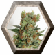 Fuel OG 1 semilla Ripper Seeds RIPPER SEEDS RIPPER SEEDS