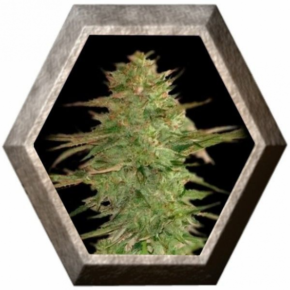 Llimonet Haze CBD 3 semillas Elite Seeds ELITE SEEDS ELITE SEEDS