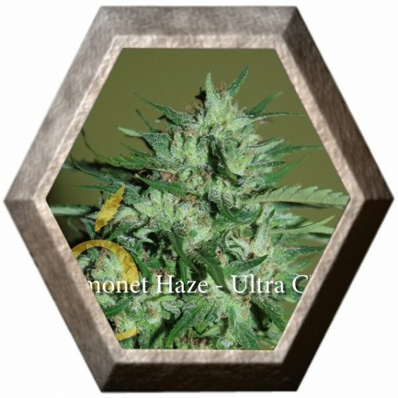 Llimonet Haze ultra CBD 3 semillas Elite Seeds ELITE SEEDS ELITE SEEDS