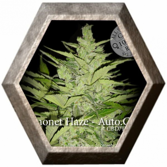 Llimonet Haze Auto CBD 3 semillas Elite Seeds ELITE SEEDS ELITE SEEDS