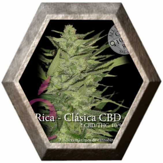 La Rica CBD 3 semillas Elite Seeds ELITE SEEDS ELITE SEEDS