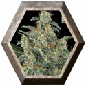 Kabrales 3 semillas Blim Burn Seeds