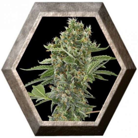Moby Dick a granel 1 semilla GOLD HARVEST SEEDS GOLD HARVEST SEEDS