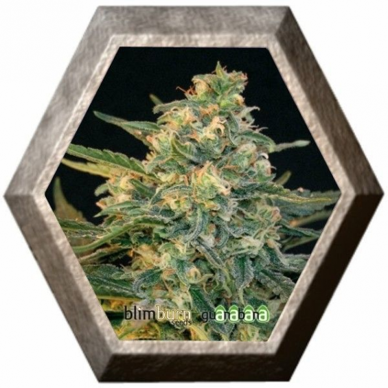 Guanabana 3 semillas Blim Burn Seeds BLIM BURN SEEDS BLIM BURN