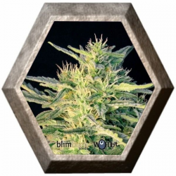 Wombat 3 semillas Blim Burn Seeds BLIM BURN SEEDS BLIM BURN