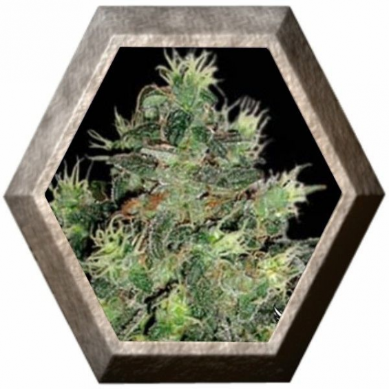 Tangie Auto 3 semillas Blim Burn Seeds BLIM BURN SEEDS BLIM BURN