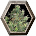 Tangie Auto 3 semillas Blim Burn Seeds