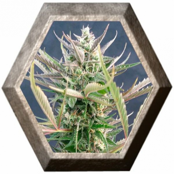 Mamba Negra Auto 3 semillas Blim Burn Seeds BLIM BURN SEEDS BLIM BURN