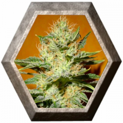 Mamba Negra CBD 3 semillas Blim Burn Seeds BLIM BURN SEEDS BLIM BURN