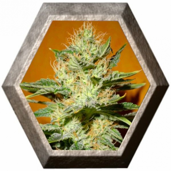 Mamba Negra CBD 3 semillas Blim Burn Seeds BLIM BURN SEEDS BLIM BURN