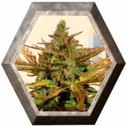 Grizzly Purple Auto 3 semillas Blim Burn Seeds BLIM BURN SEEDS BLIM BURN