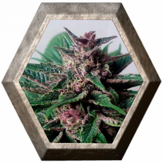 Grizzly Purple kush 3 semillas Blim Burn Seeds BLIM BURN SEEDS BLIM BURN