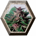 Grizzly Purple kush 3 semillas Blim Burn Seeds