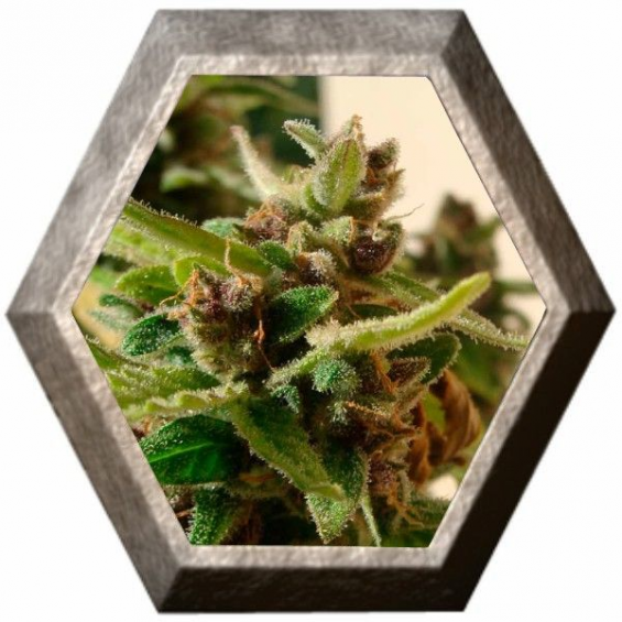 Mamba Negra Auto CBD 3 semillas Blim Burn Seeds BLIM BURN SEEDS BLIM BURN