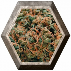 Chemdog 4 3 semillas Blim Burn Seeds BLIM BURN SEEDS BLIM BURN