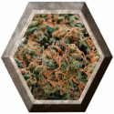 Chemdog 4 3 semillas Blim Burn Seeds