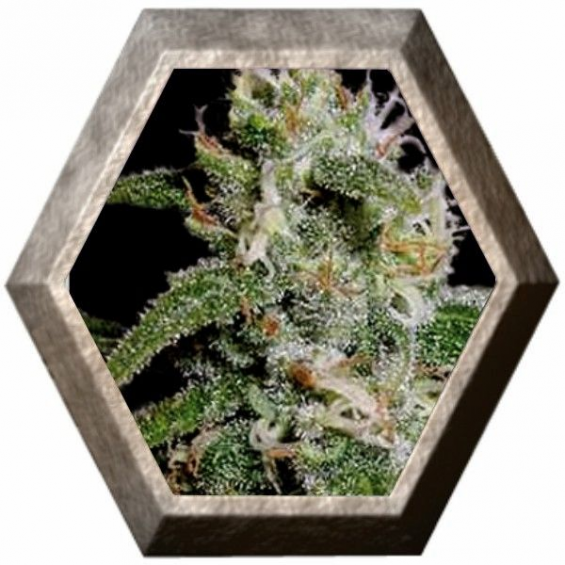 Cindy 99 3 semillas Blim Burn Seeds BLIM BURN SEEDS BLIM BURN