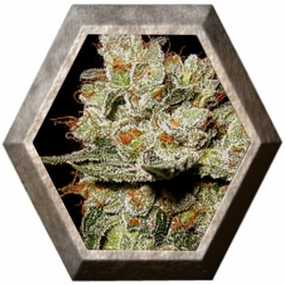 OG´s Kush 3 semillas Blim Burn Seeds BLIM BURN SEEDS BLIM BURN