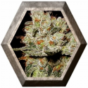 OG´s Kush 3 semillas Blim Burn Seeds