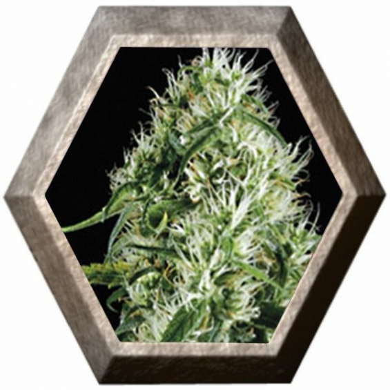 Silver Surfer Haze 3 semillas Blim Burn Seeds BLIM BURN SEEDS BLIM BURN