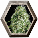 Silver Surfer Haze 3 semillas Blim Burn Seeds