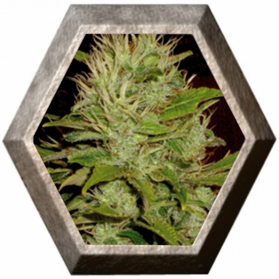 Mango 3 semillas Blim Burn Seeds BLIM BURN SEEDS BLIM BURN